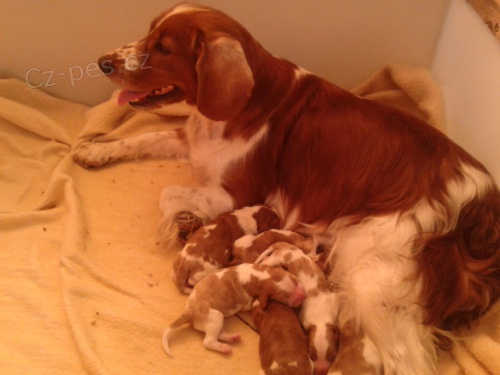 Prod�m �t��ata Welshspringerspaniela