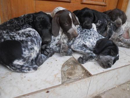 N�meck� oha� kr�tkosrst� - �t��ata s PP za vynikaj�c� cenu