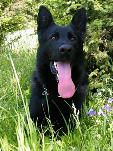 N�meck� ov��k - kryt�