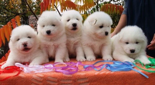 SAMOJED kvalitn� �teniatka