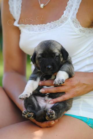 Anatolsk� pasteveck� pes-kangal