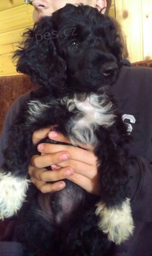 Portugalsk� vodn� pes-�teniatka k odberu