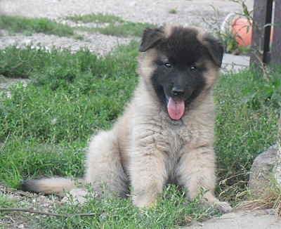 Belogick� ov��k Tervueren