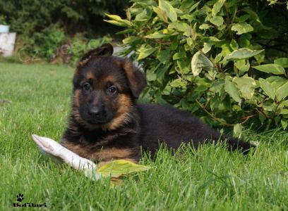 N�meck� ov��k - fenka s PP