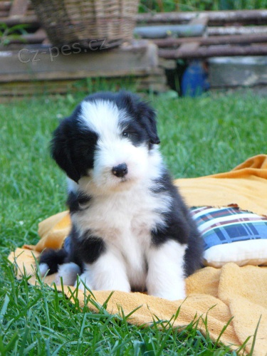 Bearded Collie / k�lie - kr�sn� kluci s PP