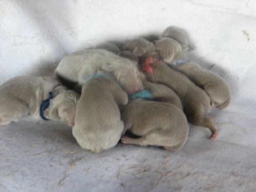 Zad�me �t��ata v�mark�ho oha�e