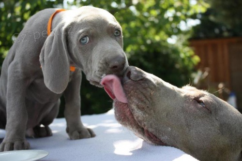 Prod�m �t��ata v�marsk�ho oha�e kr�tkosrst�ho