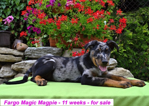Beauceron �t�n� s PP-harlek�n pejsek ihned k odb�ru