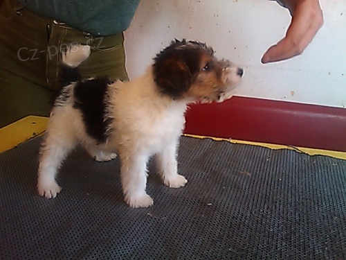 Foxterier drsnosrst�