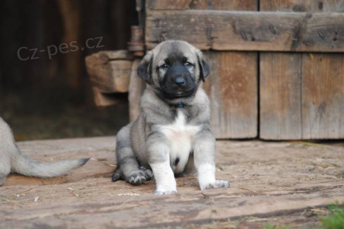 Kangal-Anatolsk� pasteveck� pes (�t��ata s PP)