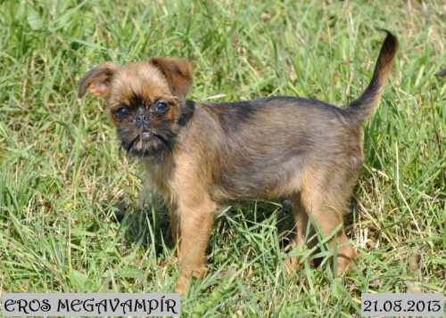 Bruselsk� grifonek  