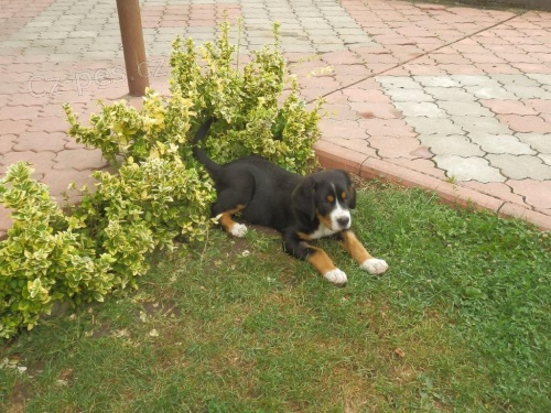 Velk� �v�carsk� sala�nick� pes