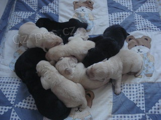 Labradorsk� retriever - �t���tka s PP