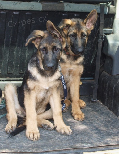 V�cvik ps� Teplice