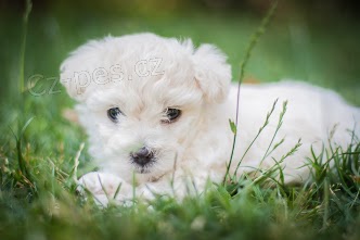 �t��ata bolo�sk�ho ps�ka