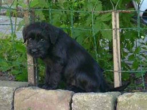 Kn�ra� st�edn� �ern�