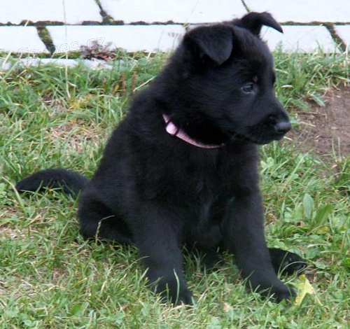 Prod�m �t��ata NO s PP