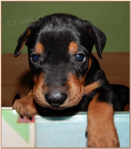 N�meck� pin� s PP