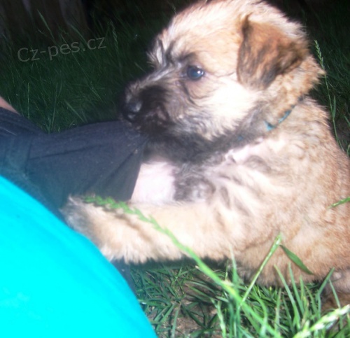 Jemnosrst� p�eni�n� teri�r