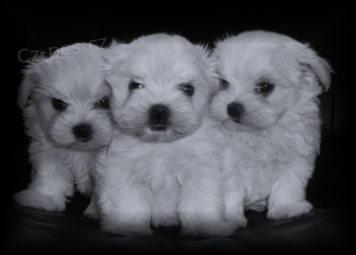 Malt�z��ek s rodokmenem