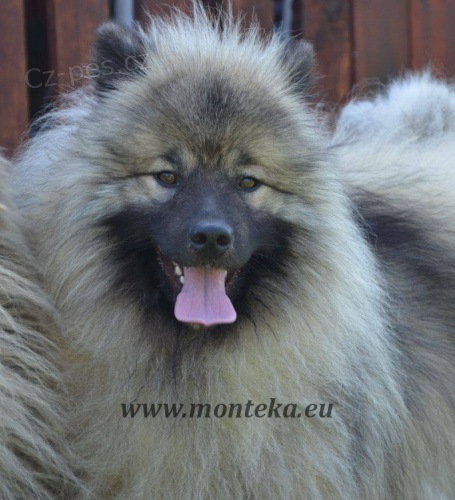 keeshond - vl�� �pic