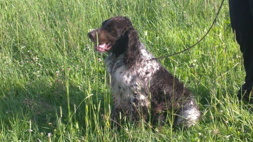 N�meck� oha� dlouhosrst�