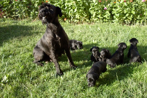 �t��ata kn�ra�e st�edn�ho,�ern�ho