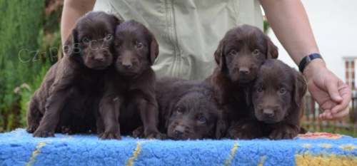 Flat coated retriever s PP - hn�d� �t���tka