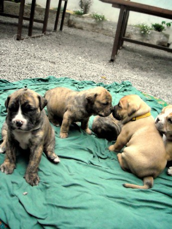 Mallorsk� doga, Perro de Presa Mallorquin, Ca de Bou 