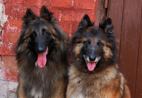 Belgick� ov��k-tervueren