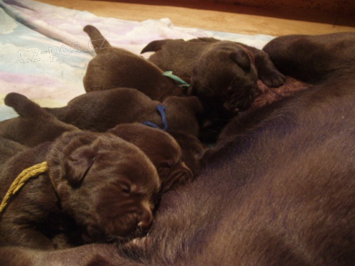 Labradorsk� retr�vr-�okohn�d� �t�n�tka s PP