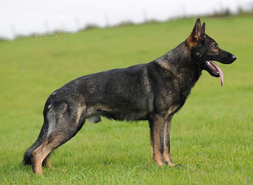 Bonitace N�meck�ch ov��k�