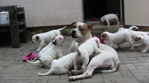 Prod�m �t���tka americk�ho buldoka