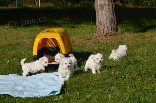 �t���tka bi�onk� bez PP k odb�ru ihned