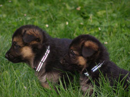 Prod�m kr�sn� �t��ata NO s PP