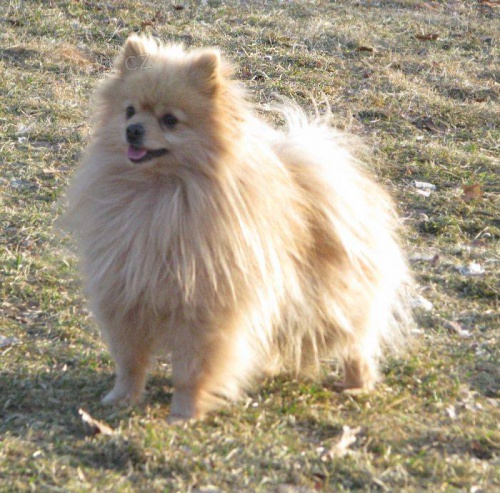 n�meck� �pic mal�