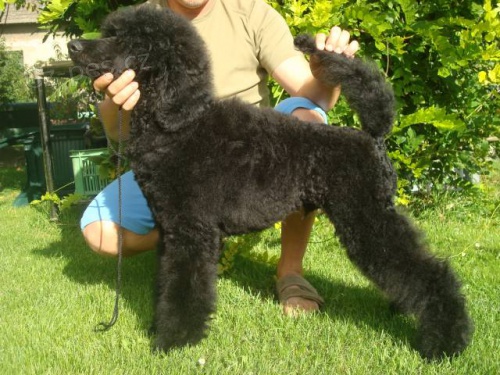 Pudl kr�lovsk� �ern� s PP