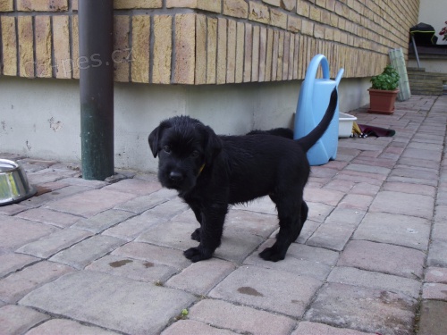 Velk� �ern� kn�ra� s pp