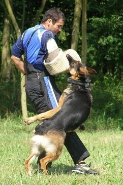 Prod�m N�meck�ho ov��ka s PP