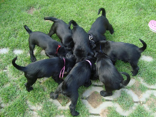 kn�ra� st�edn� �ern�