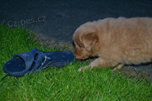 Prod�m �t���tka Nova Scotia duck tolling retr�vr