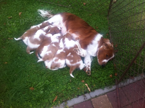 �t��ata wel��pringr�pan�la