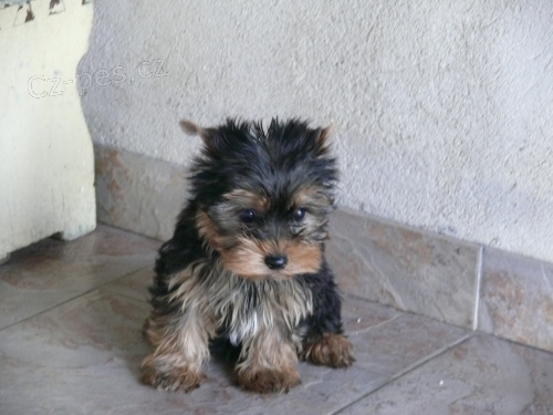 jork��rsk� terier