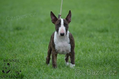 Miniaturn� Bullterier s PP - fenka a pejsek