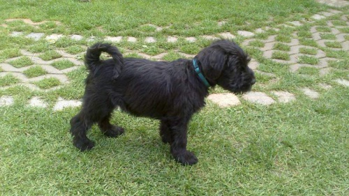 kn�ra� st�edn� �ern�