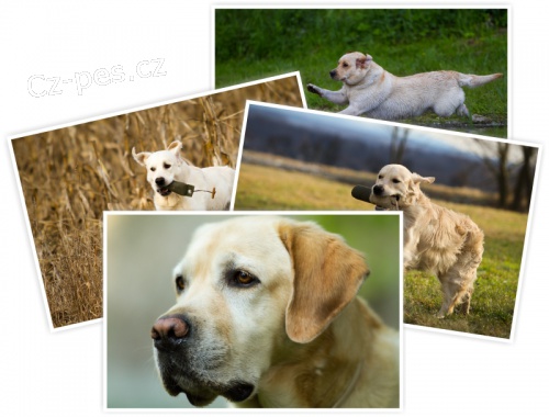 Fotografov�n� ps�