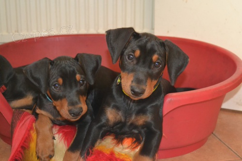 N�meck� pin� �t���tka s PP