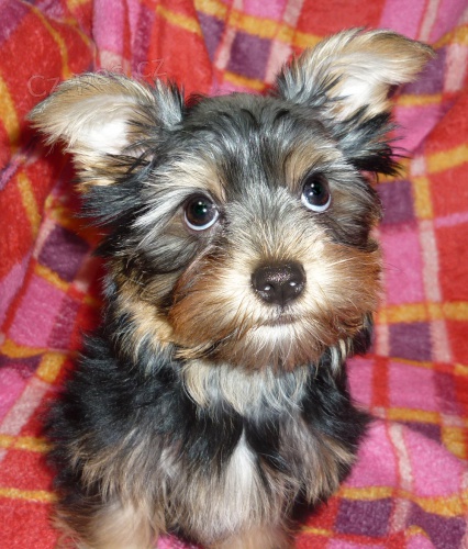 Jork��rsk� teri�r, �t���tko s geny biewer, choco a biro 