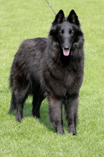 Belgick� ov��k groenendael