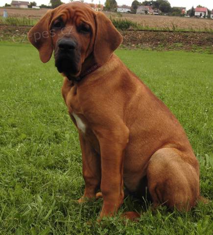 Tosa Inu �t��ata